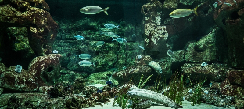 LIONFILMS_20160508-_DSC3464