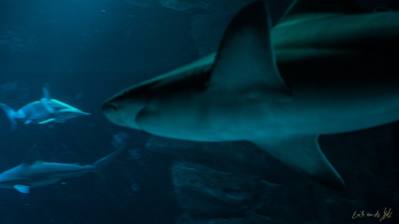 LIONFILMS_20160508-_DSC3476