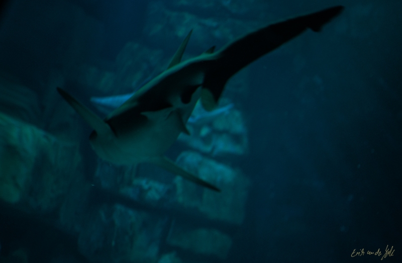 LIONFILMS_20160508-_DSC3480