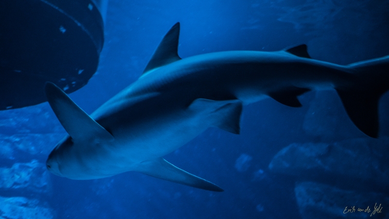 LIONFILMS_20160508-_DSC3489