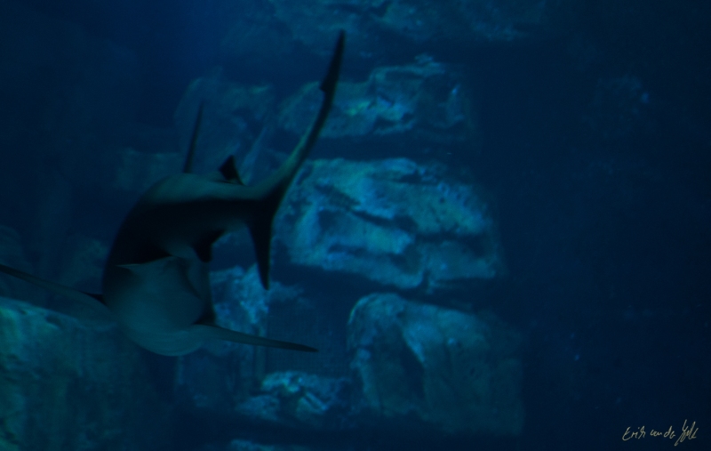 LIONFILMS_20160508-_DSC3500