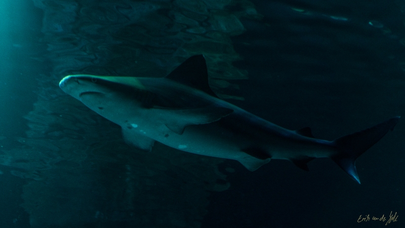 LIONFILMS_20160508-_DSC3503