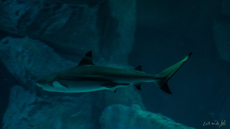 LIONFILMS_20160508-_DSC3519