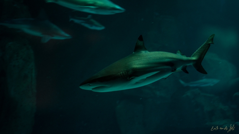 LIONFILMS_20160508-_DSC3522