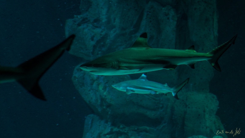 LIONFILMS_20160508-_DSC3533