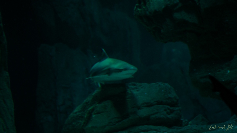 LIONFILMS_20160508-_DSC3549