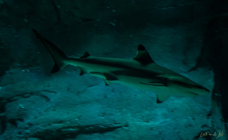 LIONFILMS_20160508-_DSC3555