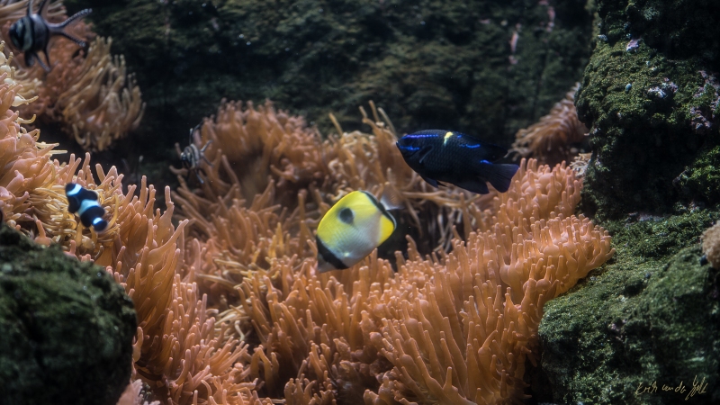 LIONFILMS_20160508-_DSC3561