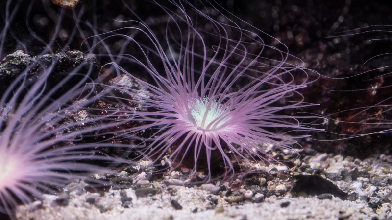 LIONFILMS_20160508-_DSC3564