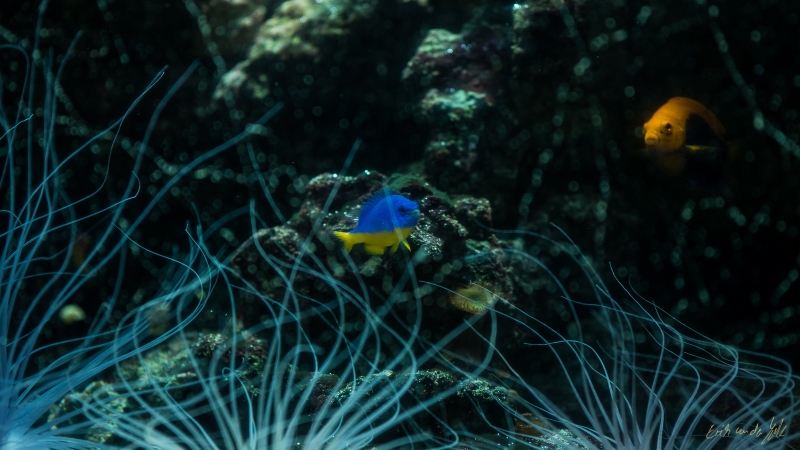 LIONFILMS_20160508-_DSC3571