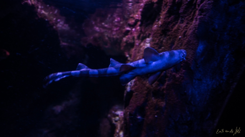 LIONFILMS_20160508-_DSC3594