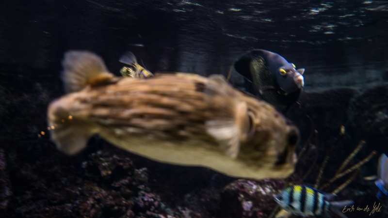 LIONFILMS_20160508-_DSC3600