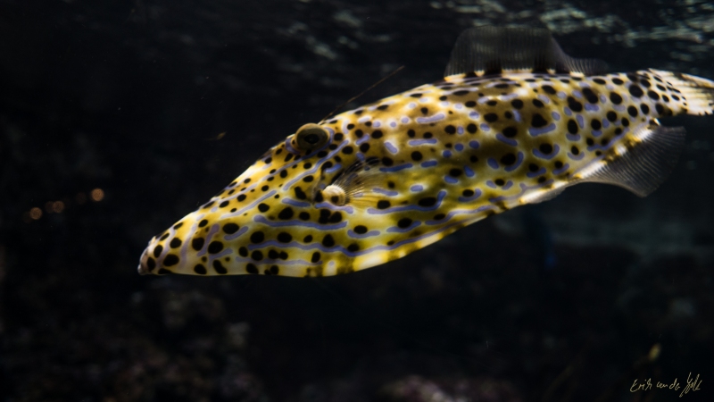 LIONFILMS_20160508-_DSC3603