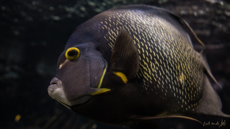 LIONFILMS_20160508-_DSC3637