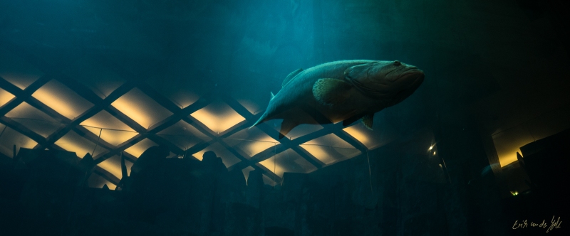 LIONFILMS_20160508-_DSC3648