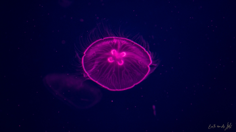 LIONFILMS_20160508-_DSC3655