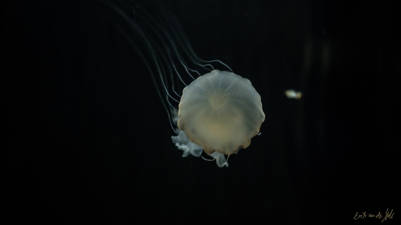 LIONFILMS_20160508-_DSC3664