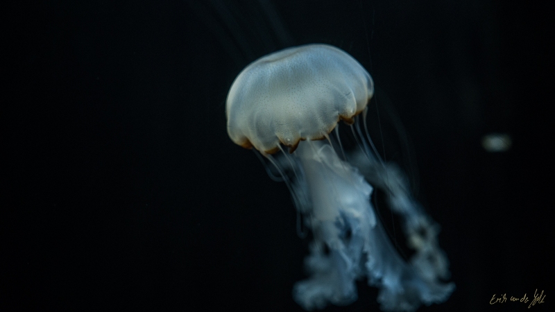 LIONFILMS_20160508-_DSC3669