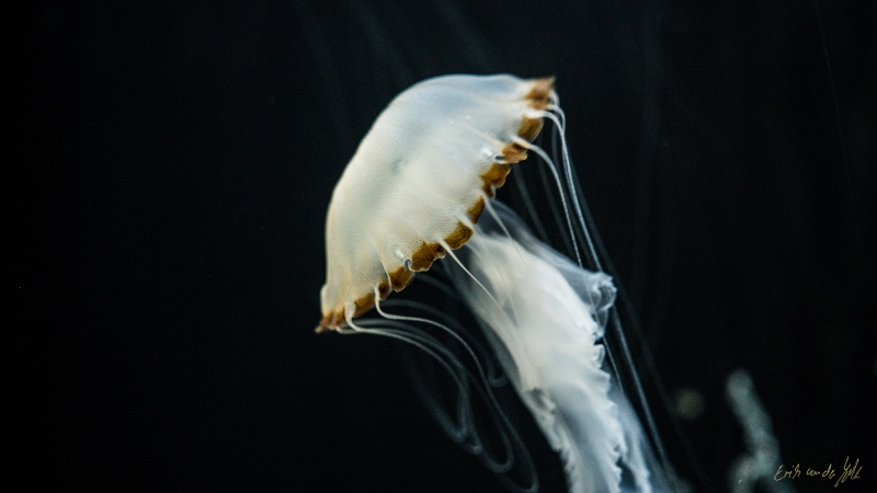 LIONFILMS_20160508-_DSC3689